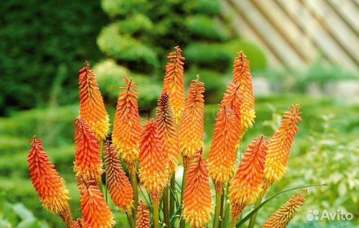 Книфофия (книпхофия)