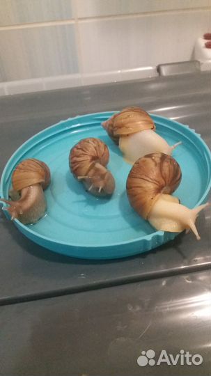 Улитки ахатины
