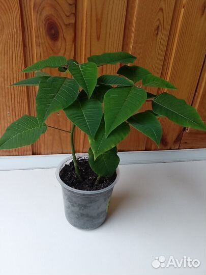 Комнатные растения