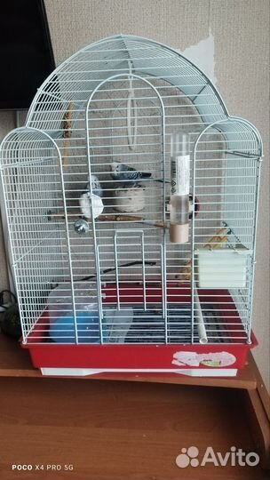 Волнистые попугаи пара