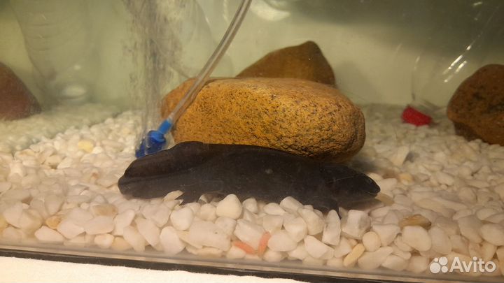 Аксолотль с аквариумом