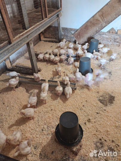 Цыпленок бройлера