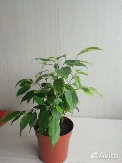 Фикус бенджамина