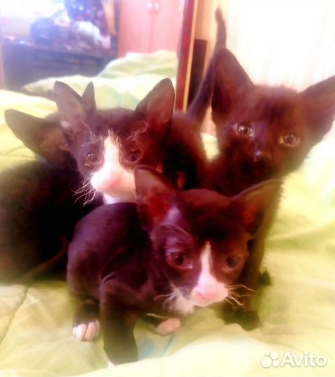 Котятки корниш-рекс