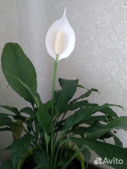 Спатифиллум