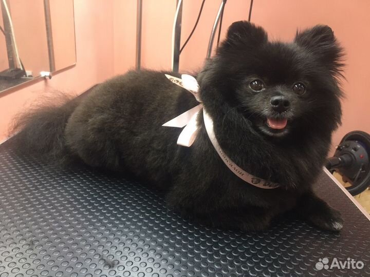 Требуются модели на стрижку