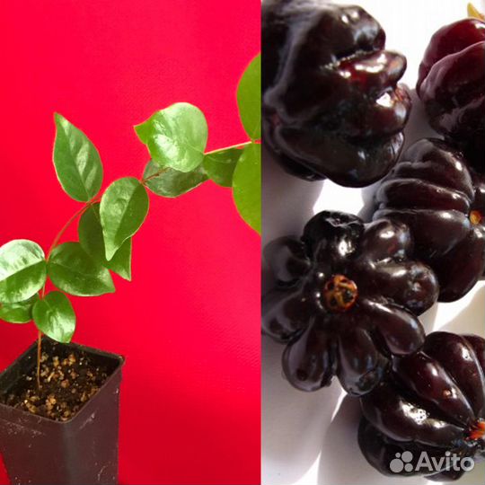 Саженцы экзотических растений