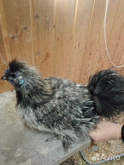 Китайские шелковые петушки