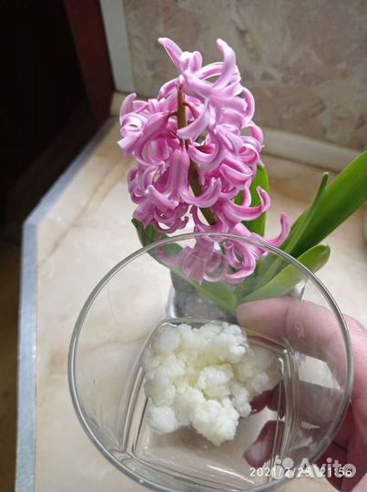 Тибетский молочный гриб