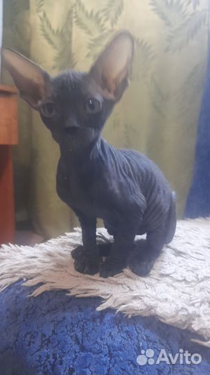 Канадский сфинкс котенок