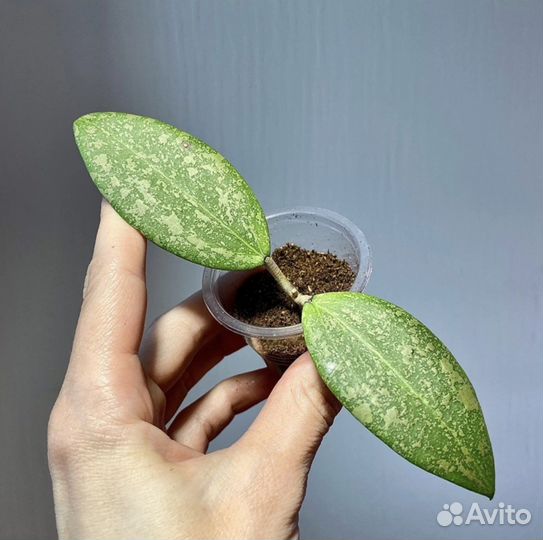 Хойя Matilda splesh/хойя эскимо/хойя Кримсон квин