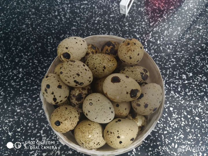Яйца перепелиные, столовые, инкубационные