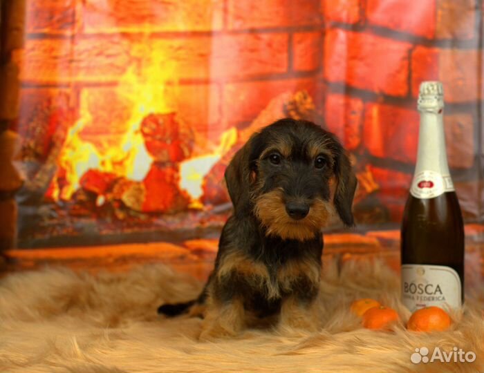 Жесткошерстная такса стандартная