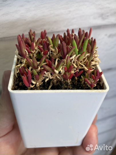 Суккуленты