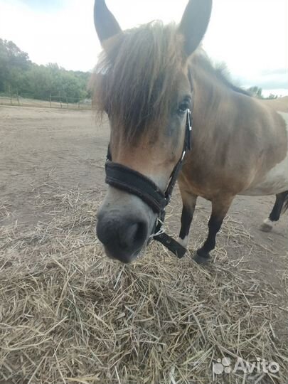 Лошадь пони