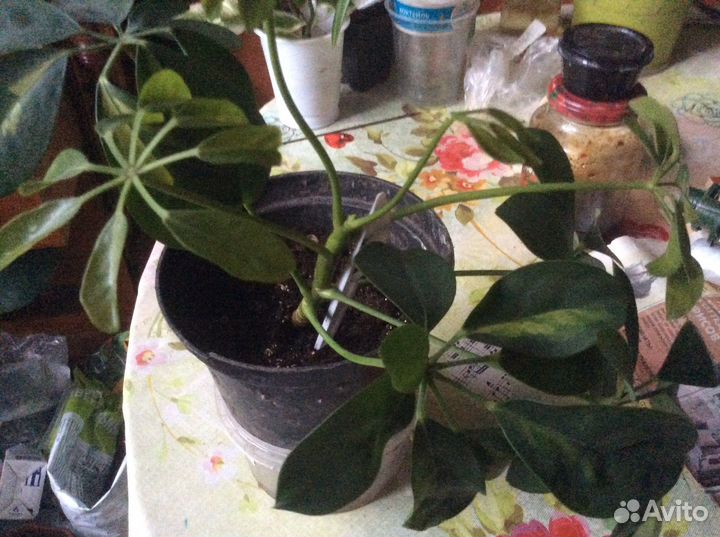 Эписиция и др домашние цветы