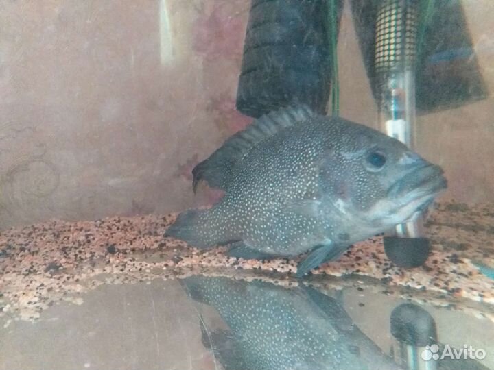 Телапия звездочный