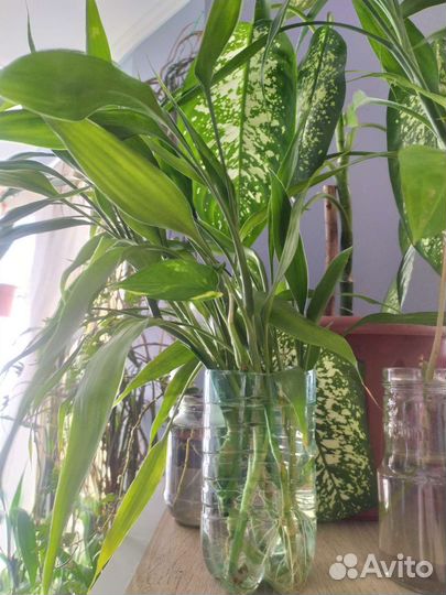 Комнатный бамбук Драцена Сандера