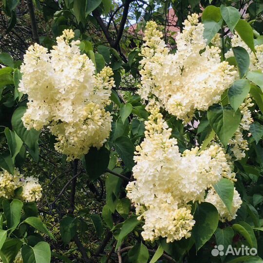 Сирень прим Роуз жёлтая