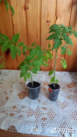 Рассада огурцов, кабачков,томатов, перцев