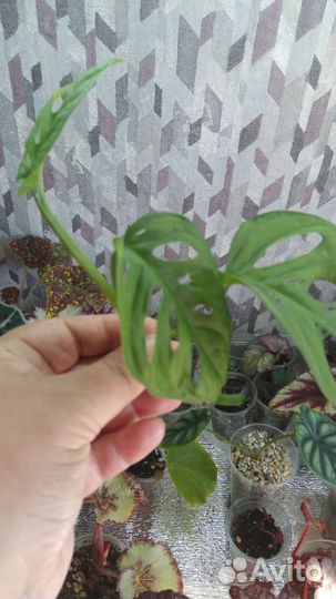 Комнатные растения