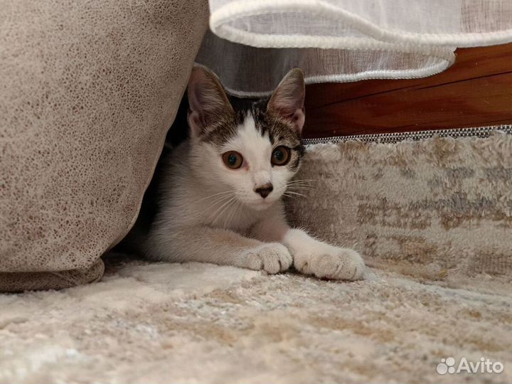 Милая кошечка, отлично ладит с детьми