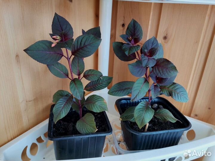 Комнатные растения