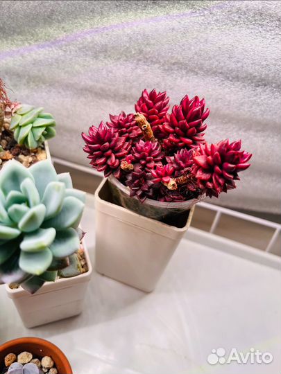 Набор Суккулентов