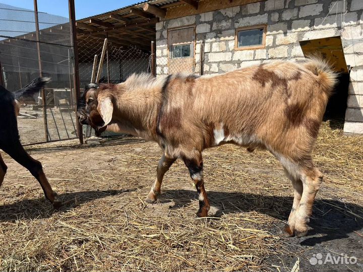 Козлик англо-нубийский