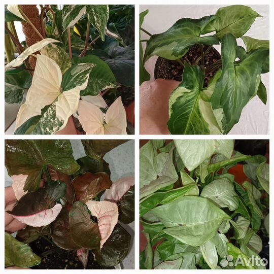 Сингониумы редкие