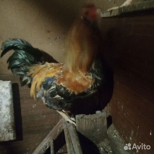 Китайские шелковые куры