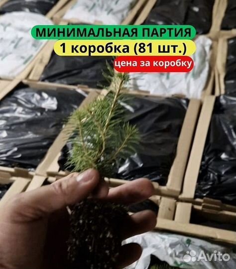 Саженцы сосны обыкновенной зкс в розницу