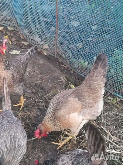 Инкубационное яйцо