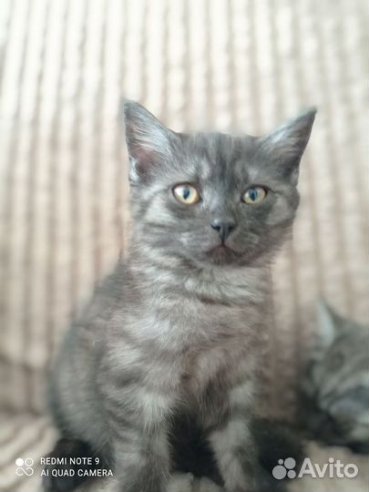 Котята прелестные