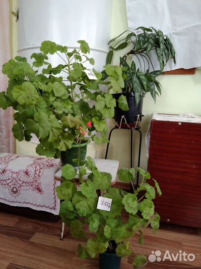 Алоэ, колумнея, лудизия и др