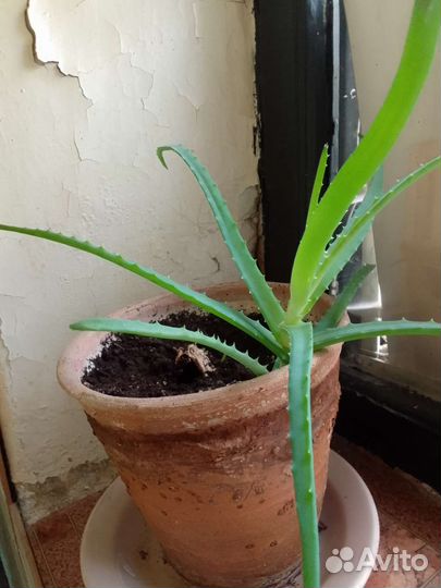 Алоэ древовидное