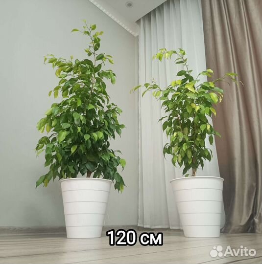 Фикус бенджамина