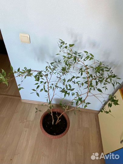 Фикус с большим горшком
