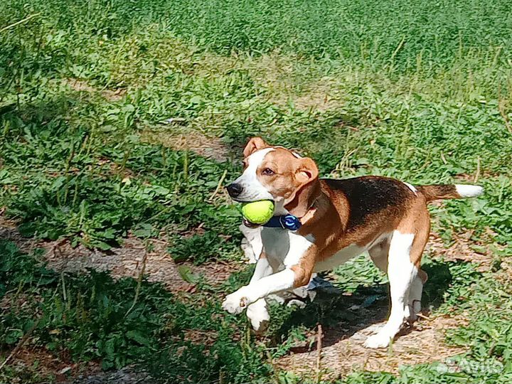 Бигль вязка