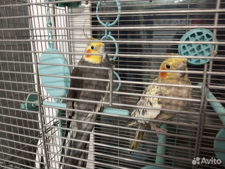 Попугаи корелла мальчик и девочка