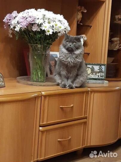 Британский кот