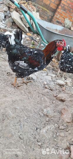 Петушки Ливенская Ситцевая