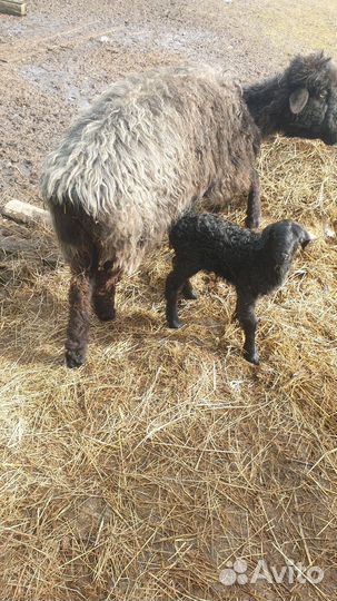 Овцыматки с ягнятами