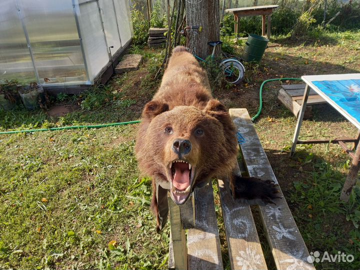 Медведь шкура