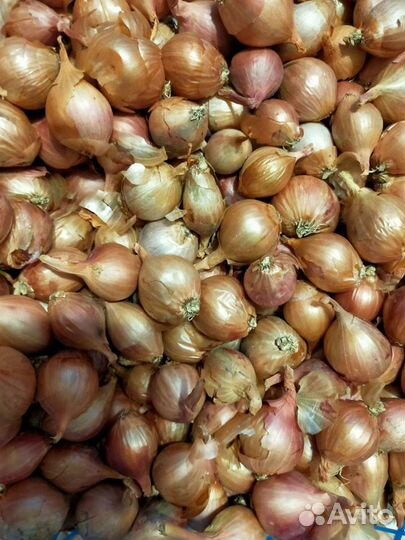 Лук семейный