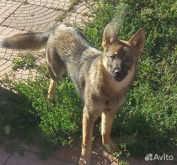 В добрые руки ищет дом