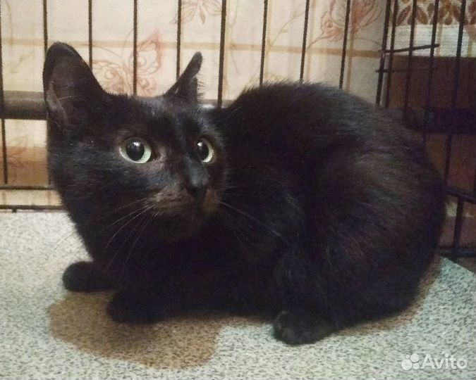 Чёрная кошка в самые добрые руки