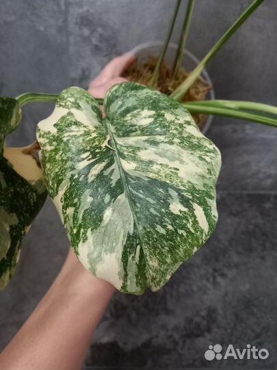 Монстера white snow