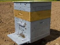 Пчелосемьи и пасечное оборудование