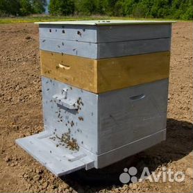 Пчелосемьи и пасечное оборудование